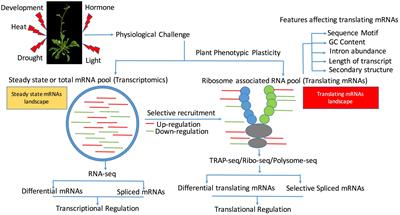 Emerging Roles and Landscape of Translating mRNAs in Plants